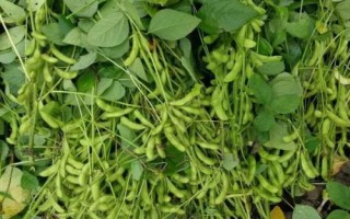 吉育116大豆品種簡介，早熟品種