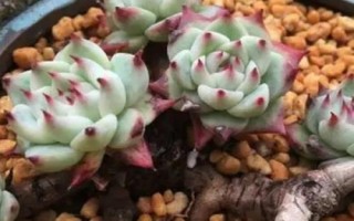 多肉植物景天科擬石蓮花屬有哪些，常見(jiàn)以下9種