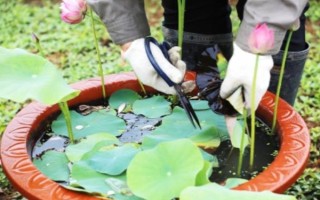 蓮花的養(yǎng)殖方法，每天的曬光時(shí)長(zhǎng)要超過(guò)7小時(shí)