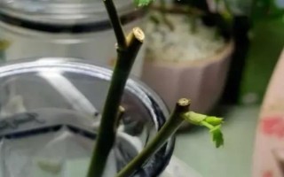 水培玫瑰花如何避免枯萎，要養(yǎng)在干燥、涼爽、通風處