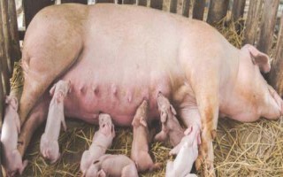 仔豬不好好吃奶的原因，母豬泌乳不足會(huì)導(dǎo)致