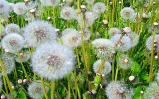 蒲公英有哪些產(chǎn)地，主產(chǎn)于河北、山西、陜西、湖南等多個省份