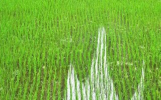 野香優(yōu)豐占水稻種子簡介，該品種基部葉鞘綠色