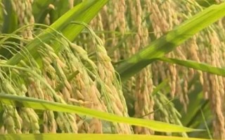 什么是再生稻，是指種一茬收獲兩次的水稻