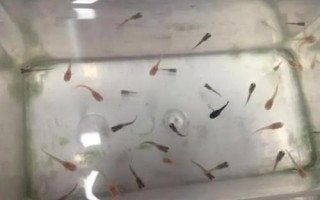 孔雀魚苗出生多久可以喂食，選擇一些容易消化的食物