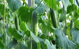 黃瓜的種植條件要求，喜歡生長在溫暖的環(huán)境