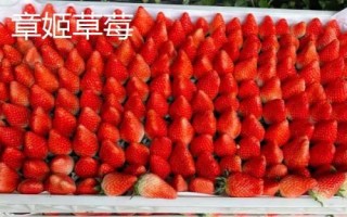 草莓苗什么品種好，這3種是品質(zhì)優(yōu)的大果型品種
