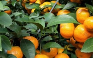 沙糖桔的生長環(huán)境，生長發(fā)育要求在12.5-37℃