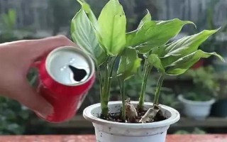 澆花用啤酒好不好，可增加養(yǎng)分并促進(jìn)光合作用