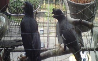 八哥鳥的飼養(yǎng)方法，選擇易馴的頭窩幼鳥為佳