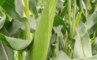 仲糯5號玉米種子介紹，中等肥力以上地塊栽培
