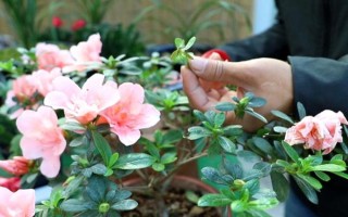 杜鵑花怎么修剪能開花爆盆，要在植株花期結(jié)束后進(jìn)行