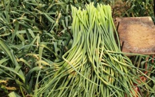 蒜苔怎么長出，大蒜長到一定程度就會(huì)分化出細(xì)長的莖