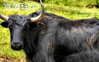 耗牛有哪些品種，包括白牦牛、九龍牦牛、高山牦牛等種類