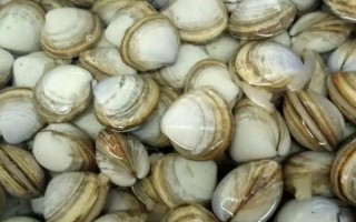 白蜆子的產(chǎn)地，主要分布于俄羅斯、日本、韓國、中國沿海等地