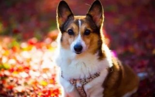 犬肉毒梭菌毒素中毒診斷要點(diǎn)，多見(jiàn)于夏季