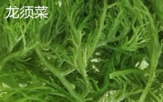 海藻的種類，均可以食用