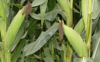 科豐5號(hào)玉米種簡(jiǎn)介，注意防治絲黑穗病