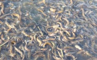泥鰍的養(yǎng)殖方式，放養(yǎng)苗種前需消毒