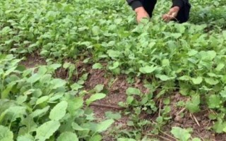 下雨天為什么不能種油菜，原因是土壤中的水分過多、油菜的根系容易缺氧