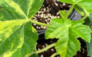 佛手瓜在幾月成熟，一般在9-10月成熟