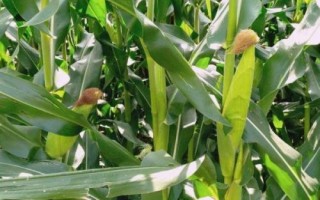 冀農321玉米品種簡介，注意防治病蟲害