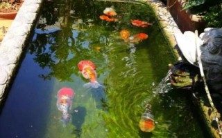 初次養(yǎng)魚的注意事項(xiàng)，要選擇容易養(yǎng)活的品種