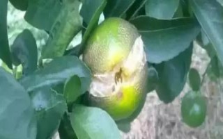 柑橘為什么會(huì)開(kāi)裂，久旱突遇大雨容易引發(fā)裂果