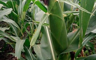 展茂55玉米種子特征特性，應(yīng)選擇肥力較好的地塊種植