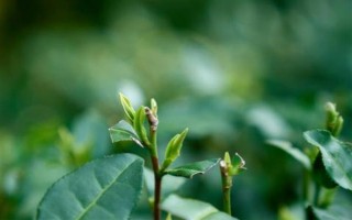 茶樹的生長溫度，日平均氣溫需要穩(wěn)定在10℃以上為佳