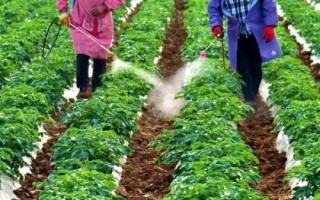 油菜如何順利過冬，寒流過后要及時(shí)查苗