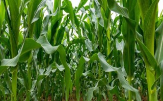 邢玉18玉米種子介紹，播種時(shí)施足底肥