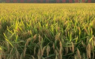 吉農(nóng)大686水稻種子特點，栽培密度