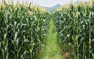 織單5號玉米品種簡介，全生育期151天