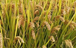 宜香優(yōu)2115水稻種簡介，秧田畝播種量10千克