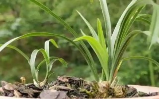 8月份能不能給蘭花換盆，可以更換但不是最佳時期