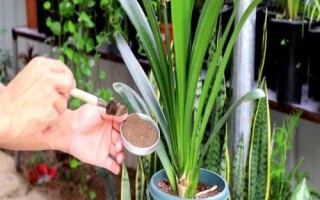 君子蘭的施肥技巧，需要充足基肥外加定期追肥