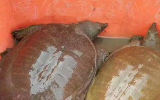 活甲魚冬天家里怎么養(yǎng)殖，魚缸里面用小石子鋪成斜坡并倒入沙子
