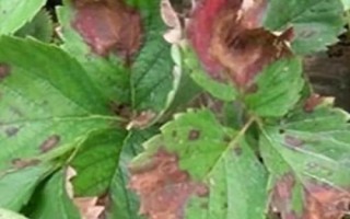 草莓炭疽病怎么防治，可選擇抗病品種、避免重茬種植