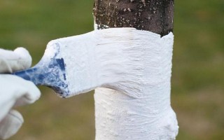 樹木刷石灰水有什么作用，可預防凍害、蟲害等