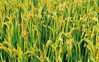 福兩優(yōu)1314水稻品種的特性，全生育期158.1天