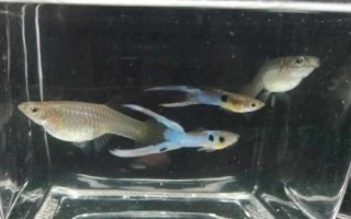 孔雀魚用什么水養(yǎng)，可以選擇自來(lái)水、湖水、河水或者井水
