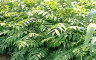 香椿矮化密植技術(shù)要點，苗長到近2米時可以摘除頂梢