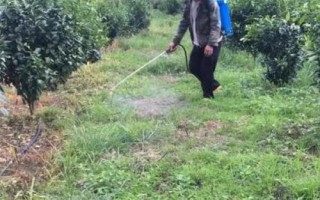 柑橘園雜草如何防控，可用化學(xué)藥劑除草也可以草治草