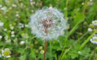 農村常見的野草，常見的有苘麻、艾草等