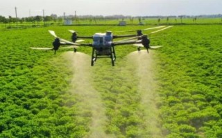 防治斑潛蠅最佳特效配方藥，阿維菌素、滅蠅胺效果好