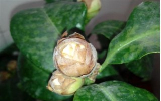 茶花的花苞干枯的原因，可能是環(huán)境不適宜或花苞缺水等