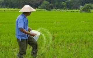 秋天種苜蓿能不能過(guò)冬，能過(guò)冬但要施足底肥