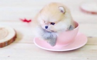 茶杯犬喂哪種食物，一歲左右主喂牛奶和雞蛋、超過一歲后主喂狗糧
