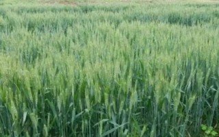 福麥3號小麥種子簡介，區(qū)試平均生育期253.7天